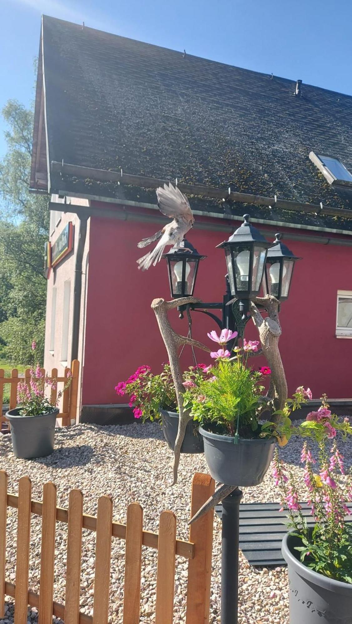 Pension & Gasthof "Am Park" Ug Stützerbach Exterior foto